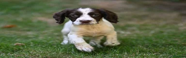 English Springer Spaniel 4