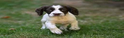 English Springer Spaniel dogs for sale: Kennel club registered Springer Spaniel Puppies - Advert 33