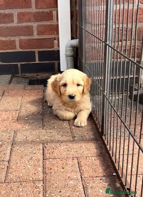 Goldendoodle dogs Australian Golden Doodle Puppies - Advert 1