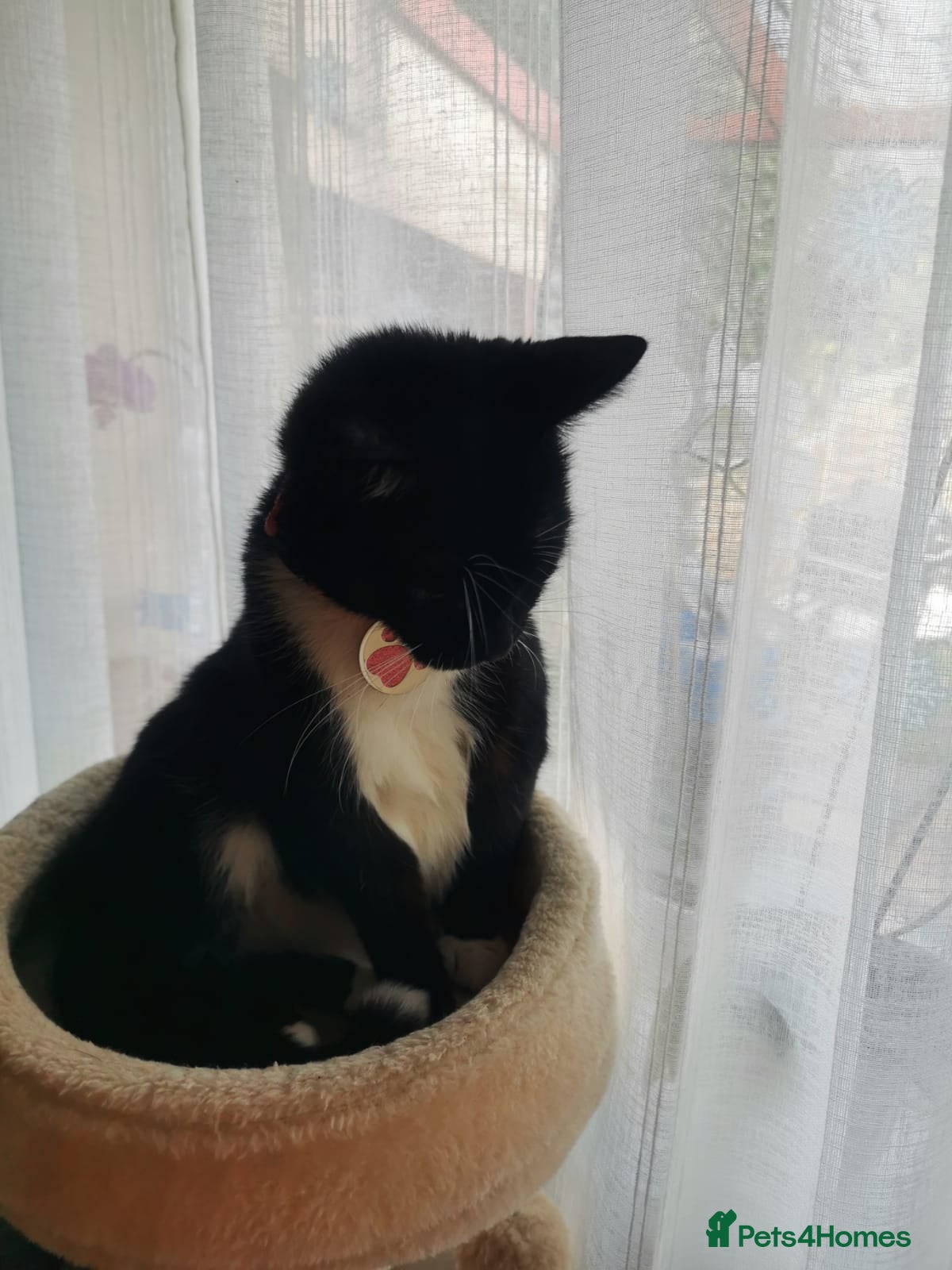 Mixed Breed cats Kitten  - Advert 3