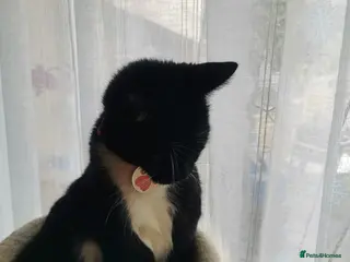 Mixed Breed cats Kitten - Advert 1