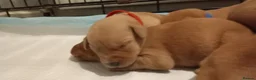 Labrador Retriever dogs for sale: LABRADOR PUPPIES - FOX RED KC REG. TESTED PARENTS in Kelso - Advert 3