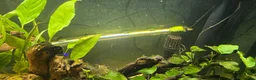 Catfish fish for sale: Fluval roma 240L aquarium- complete upgraded setup - Advert 8