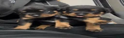 Rottweiler dogs for sale: Rottwiler puppies - Advert 6