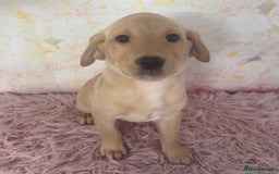 Labrador Retriever dogs for sale: Adorable Yellow Labradors *Ready Now* - Image 23