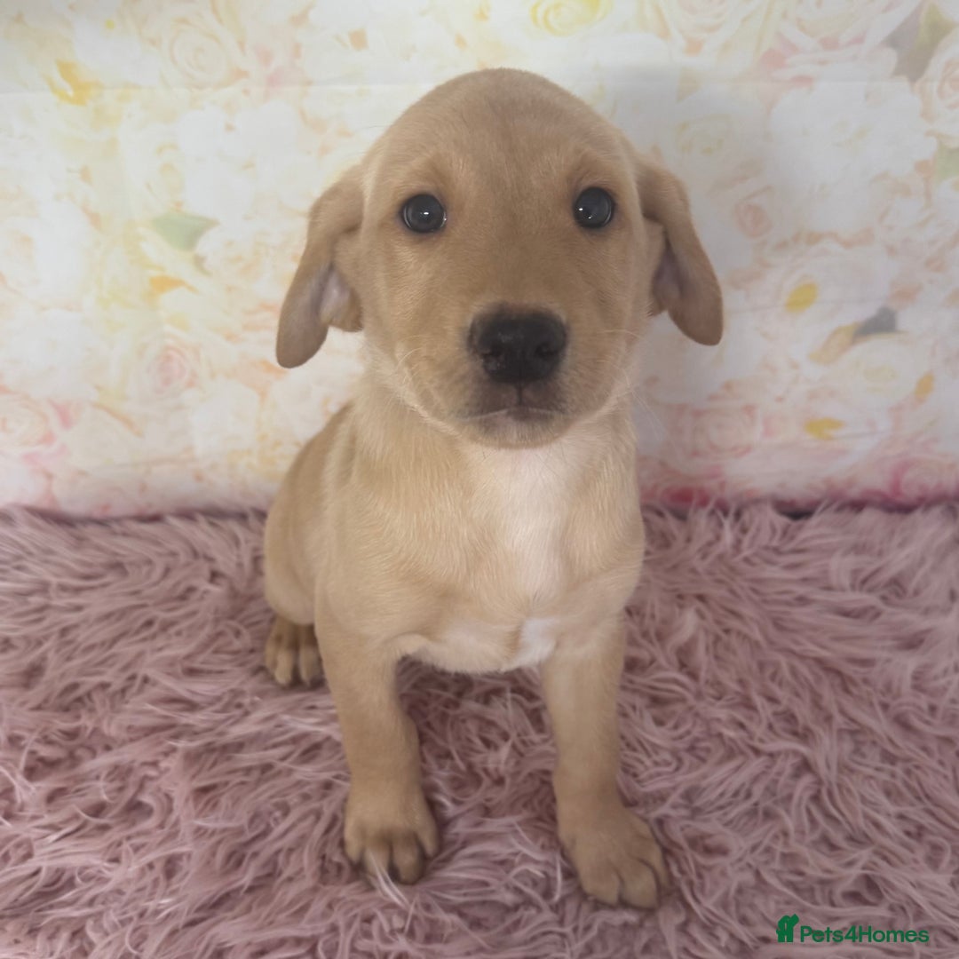Labrador Retriever dogs for sale: Adorable Yellow Labradors *Ready Now* - Image 23