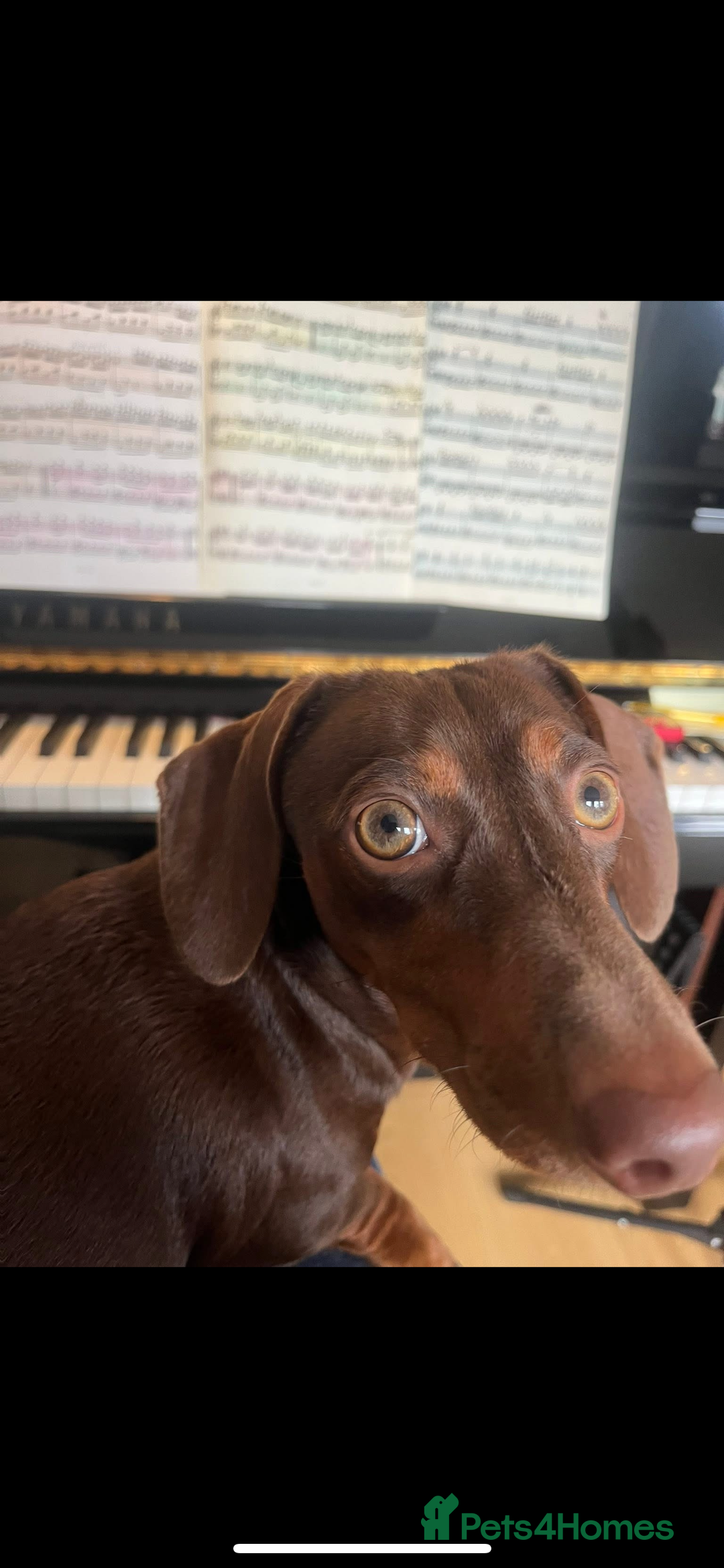 Dachshund dogs for sale: Male puppy  - Advert 4