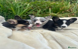 Welsh Corgi Cardigan dogs for sale: ⭐️Beautiful Cardiganshire Corgi Pups⭐️*1 LEFT* - Image 13
