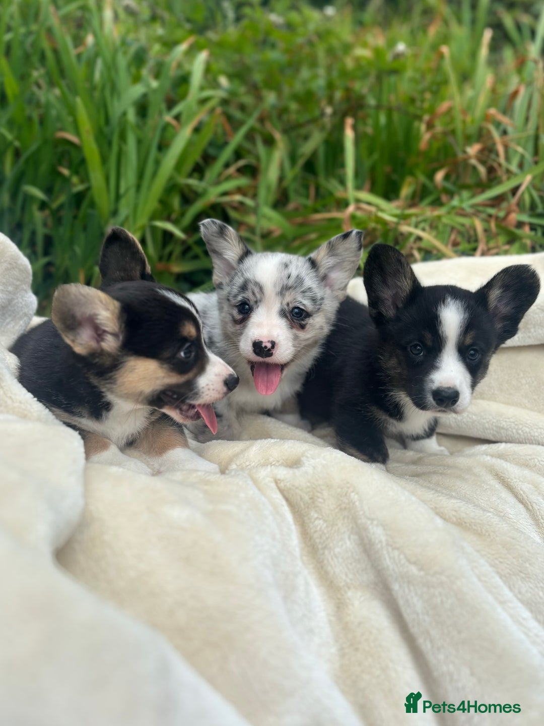 Welsh Corgi Cardigan dogs for sale: ⭐️Beautiful Cardiganshire Corgi Pups⭐️*1 LEFT* - Image 13