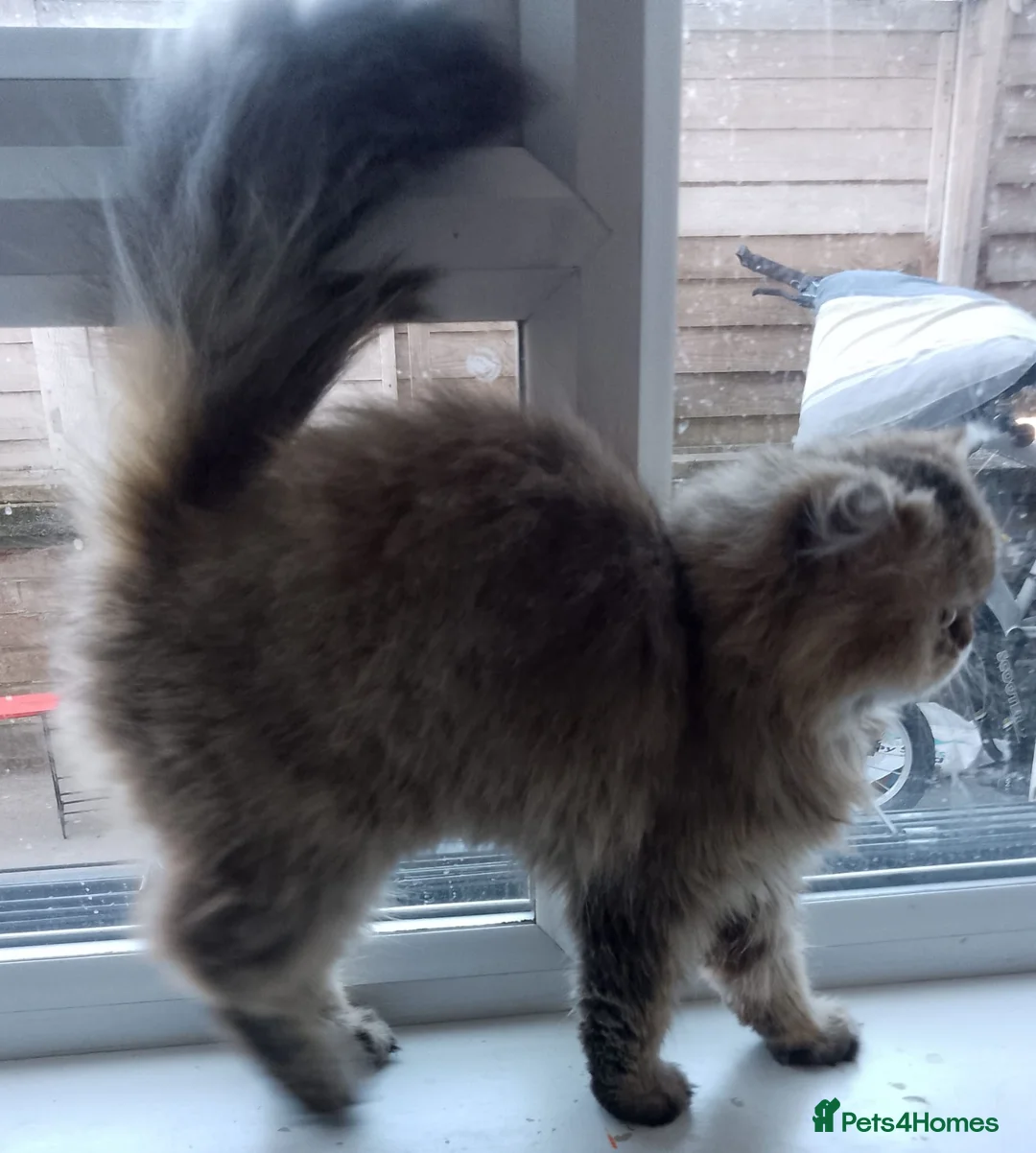 Persian cats for sale: Persian cat female in Ipswich - Advert 7