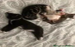 Mixed Breed cats for sale: 2 LEFT: Beautiful kittens in need of good homes - Image 14