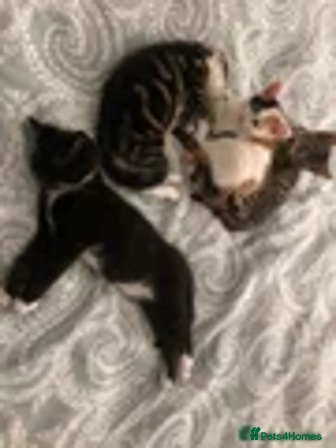 Mixed Breed cats for sale: 2 LEFT: Beautiful kittens in need of good homes - Image 14