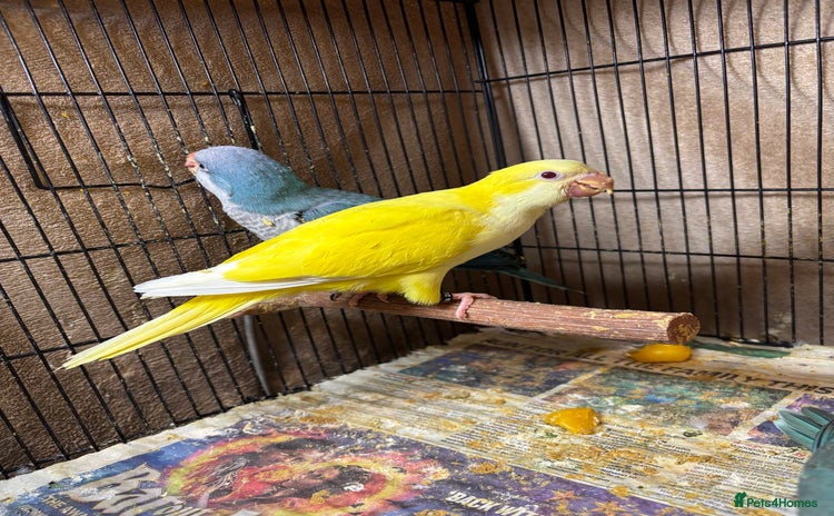 Parrots birds - Advert 16
