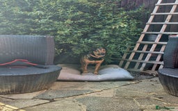 Mixed Breed dogs for adoption: 💙🐶 STAS 🐶💙 - Image 20