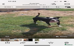 Mixed Breed dogs for adoption: ❤️ HERA the dog with a beautiful heart ❤️ - Image 9