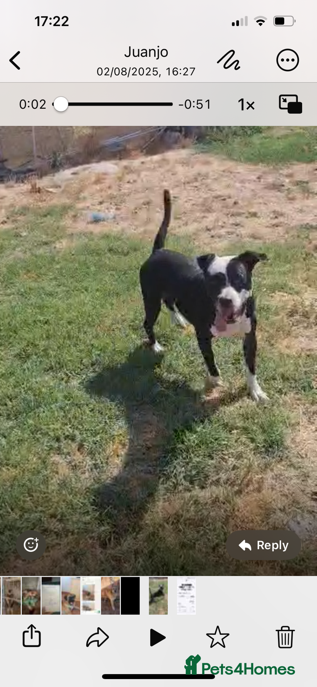 Mixed Breed dogs for adoption: ❤️ HERA the dog with a beautiful heart ❤️ - Image 9