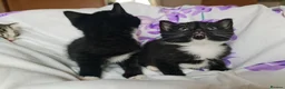 Mixed Breed cats for sale: Adorable & Playful Kittens Raised with Kids  - Advert 16