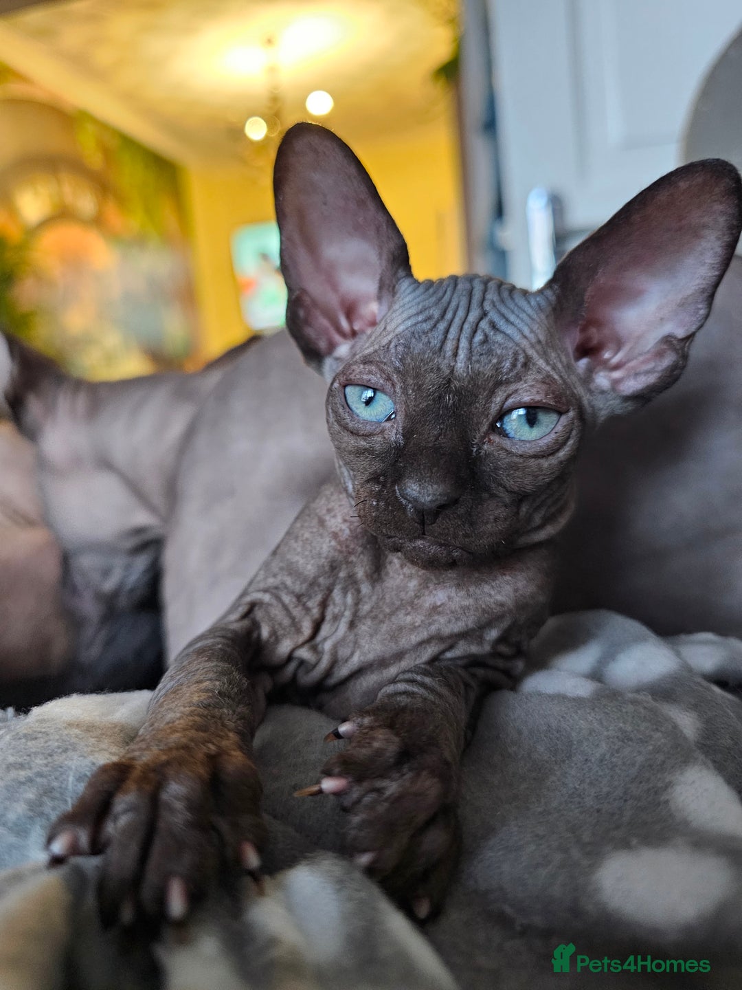 Sphynx cats for sale: Mixed selection Sphynx kittens. - Image 11