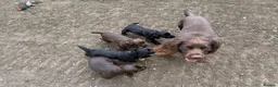 Cocker Spaniel dogs for stud: KC Registered working cocker spaniel for stud  in Halstead - Advert 7
