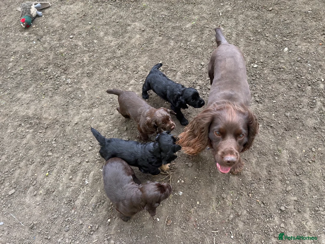 Cocker Spaniel dogs for stud: KC Registered working cocker spaniel for stud  in Halstead - Advert 7