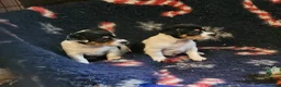 Jack Russell dogs for sale: Beautiful Jack Russell puppies - Advert 5