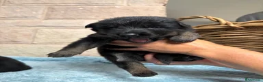 German Shepherd 7