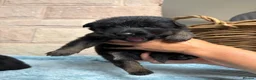 German Shepherd dogs for sale: Purebred big boned pedigree puppies - Advert 10