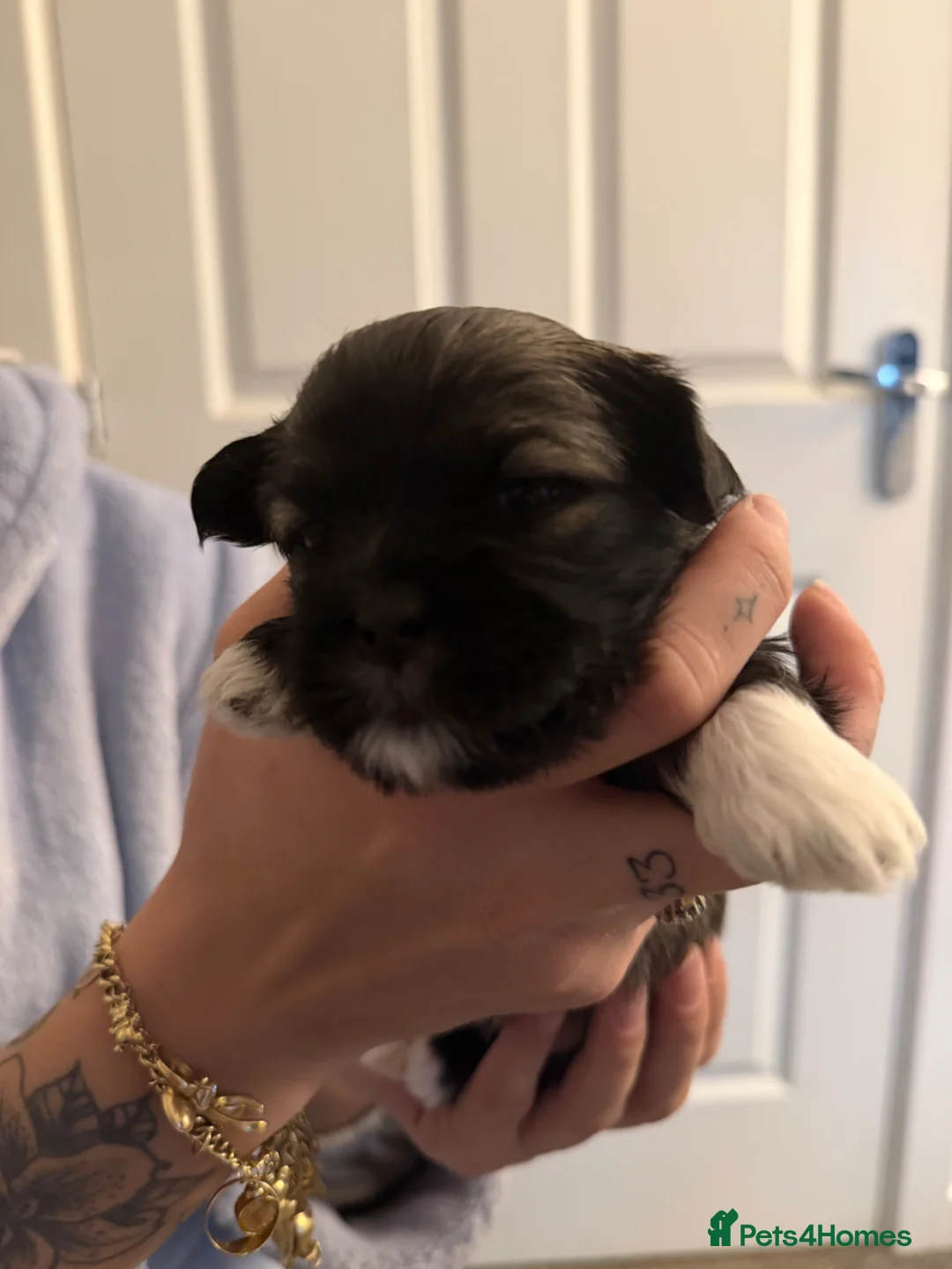 Lhasa Apso dogs for sale: Lhasa Apso Puppies looking for their forever home. in Bishopton - Advert 6