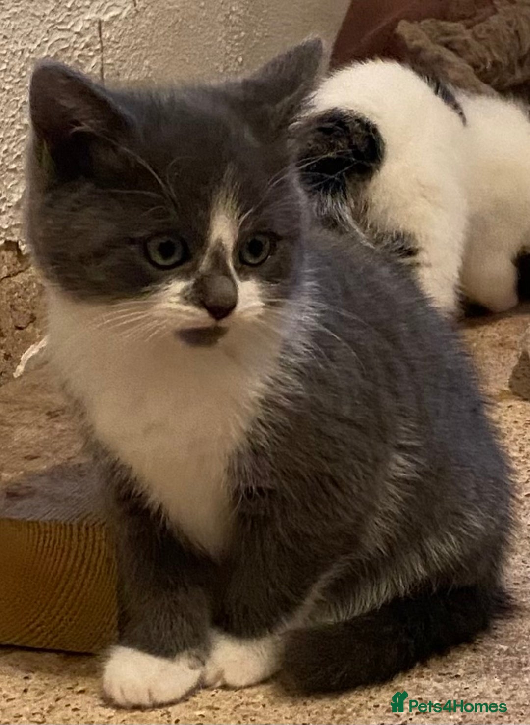 Mixed Breed cats for sale: Stunning part Siamese kittens ready now - Advert 10