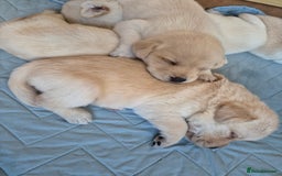 Labrador Retriever dogs for sale: Beautiful labrador puppies for sale - Image 8