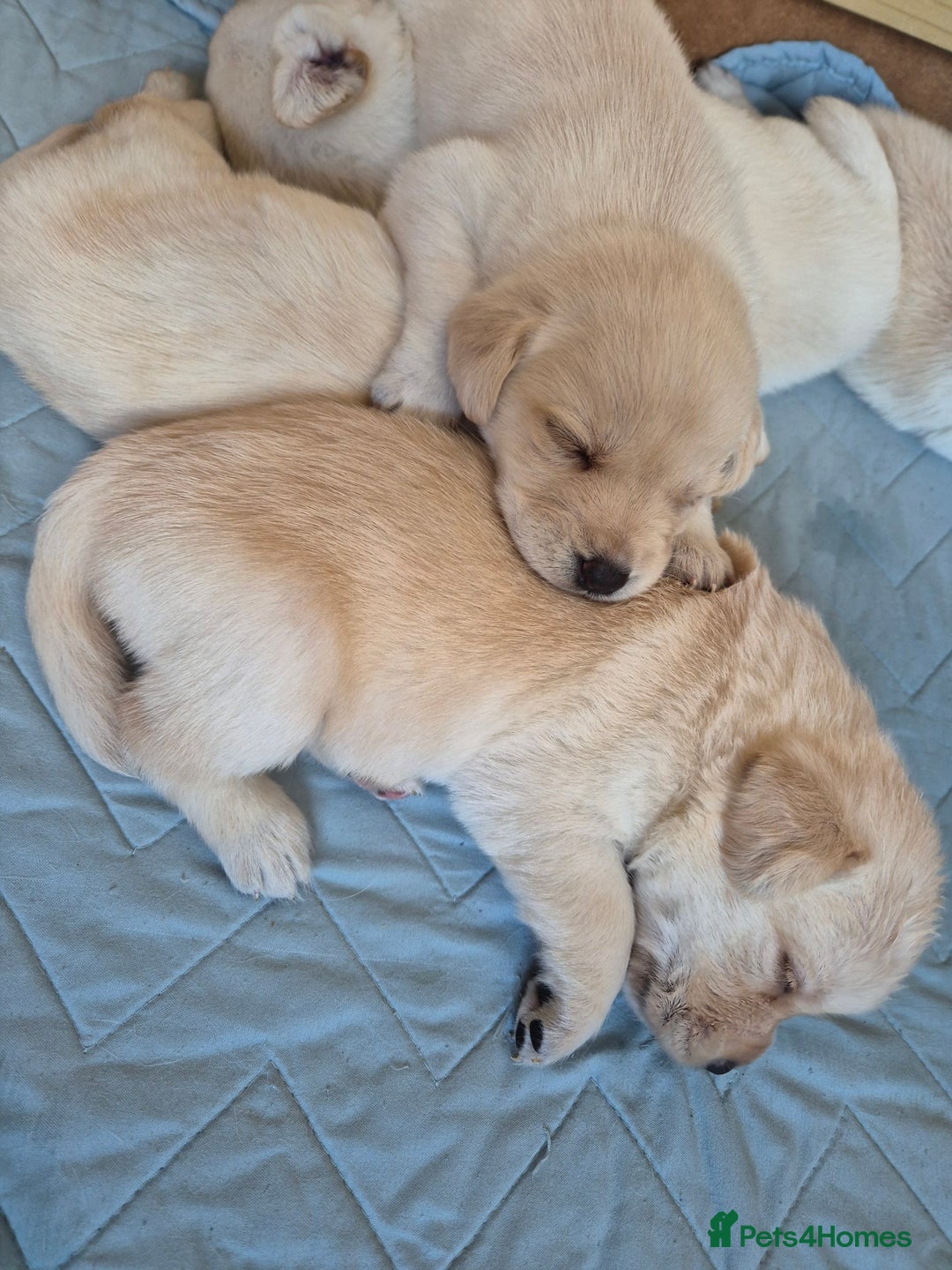 Labrador Retriever dogs for sale: Beautiful labrador puppies for sale - Image 8