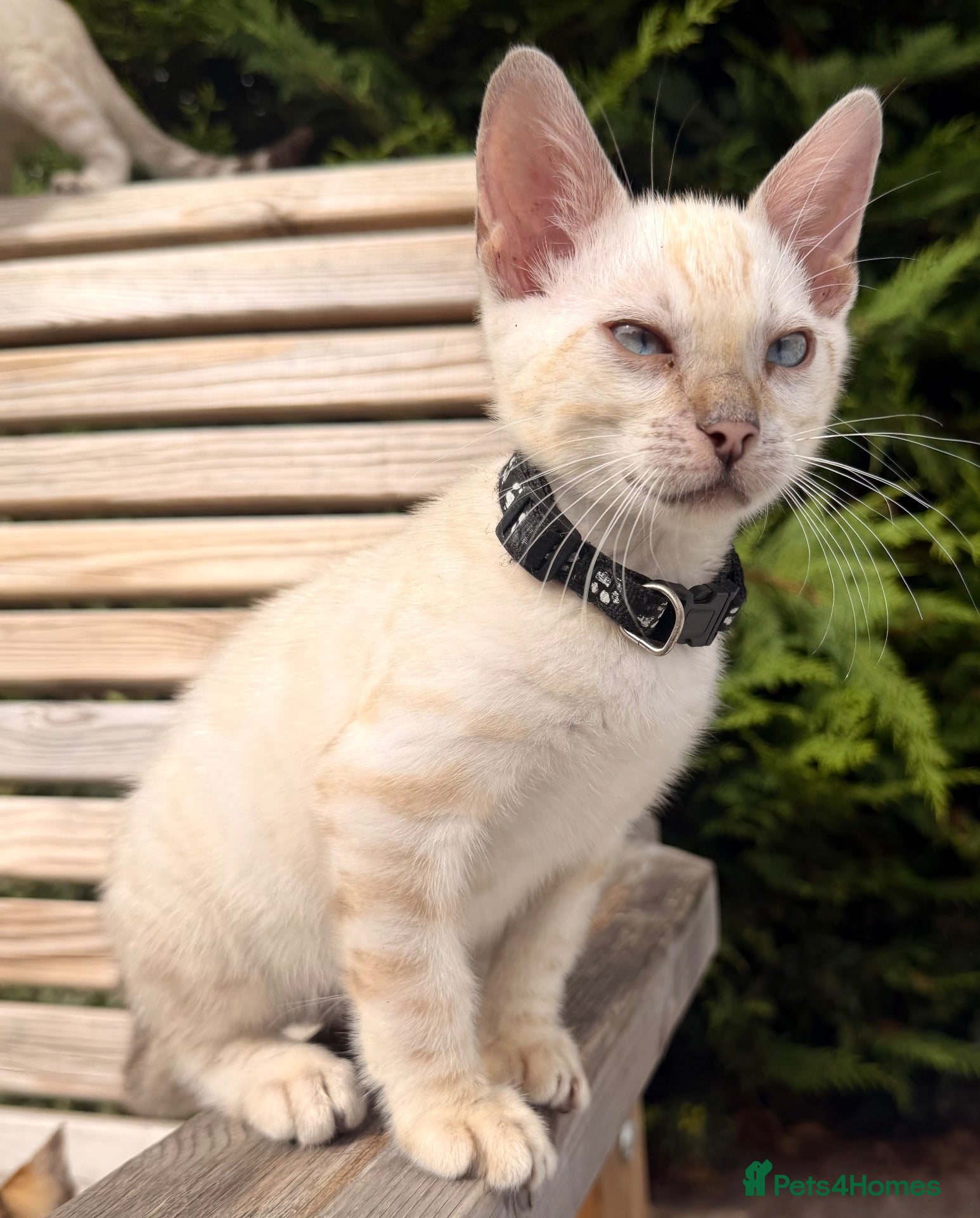 Bengal cats Nala’s Bengal kitten ready for new home  - Advert 2