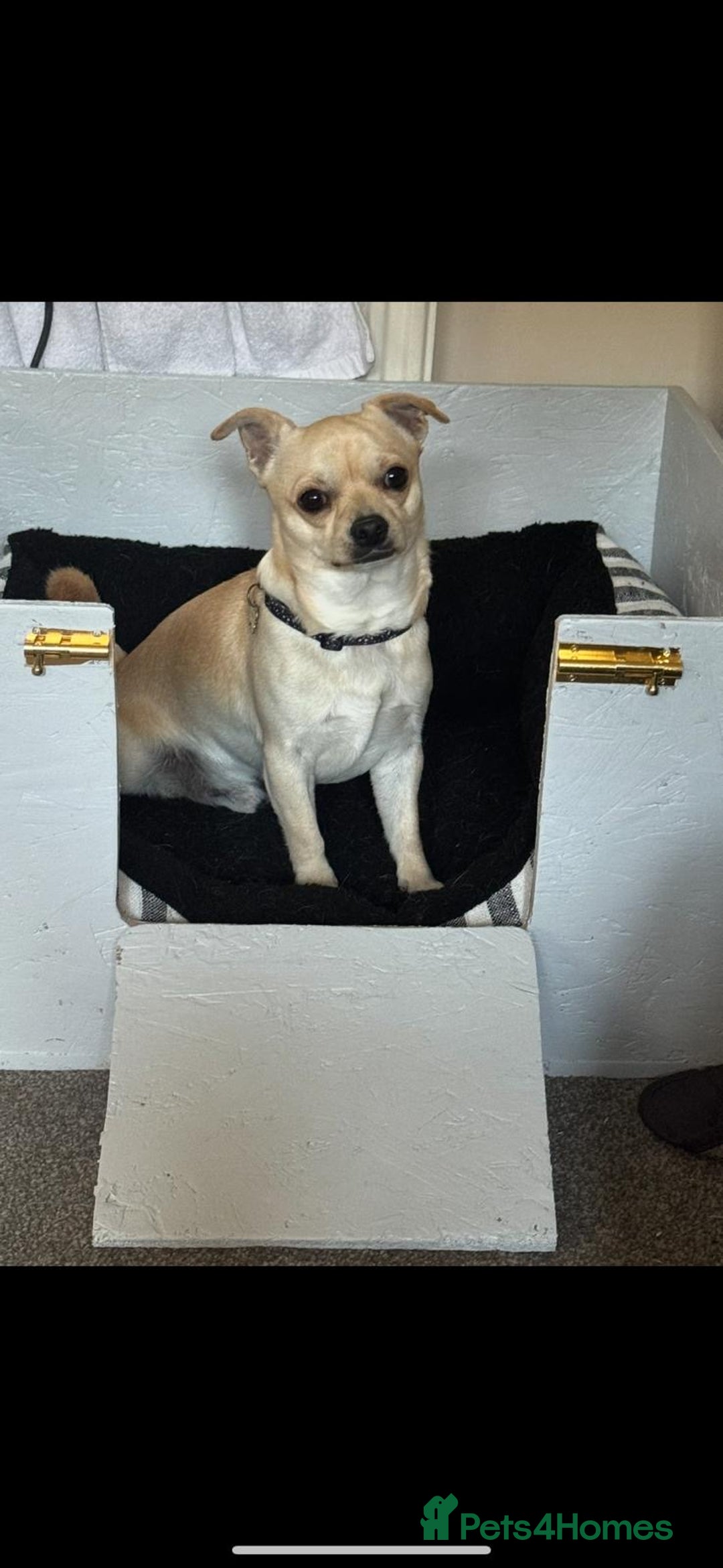 Mixed Breed dogs for sale: Beautiful chihuahua X puppies - Advert 11