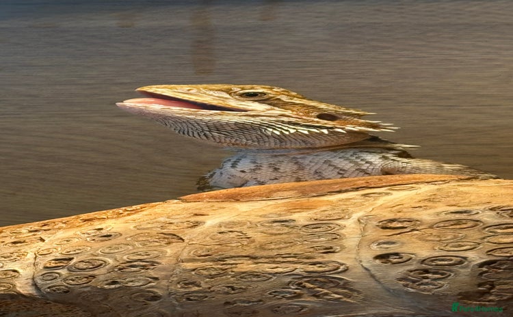 Bearded Dragon reptiles - Advert 1