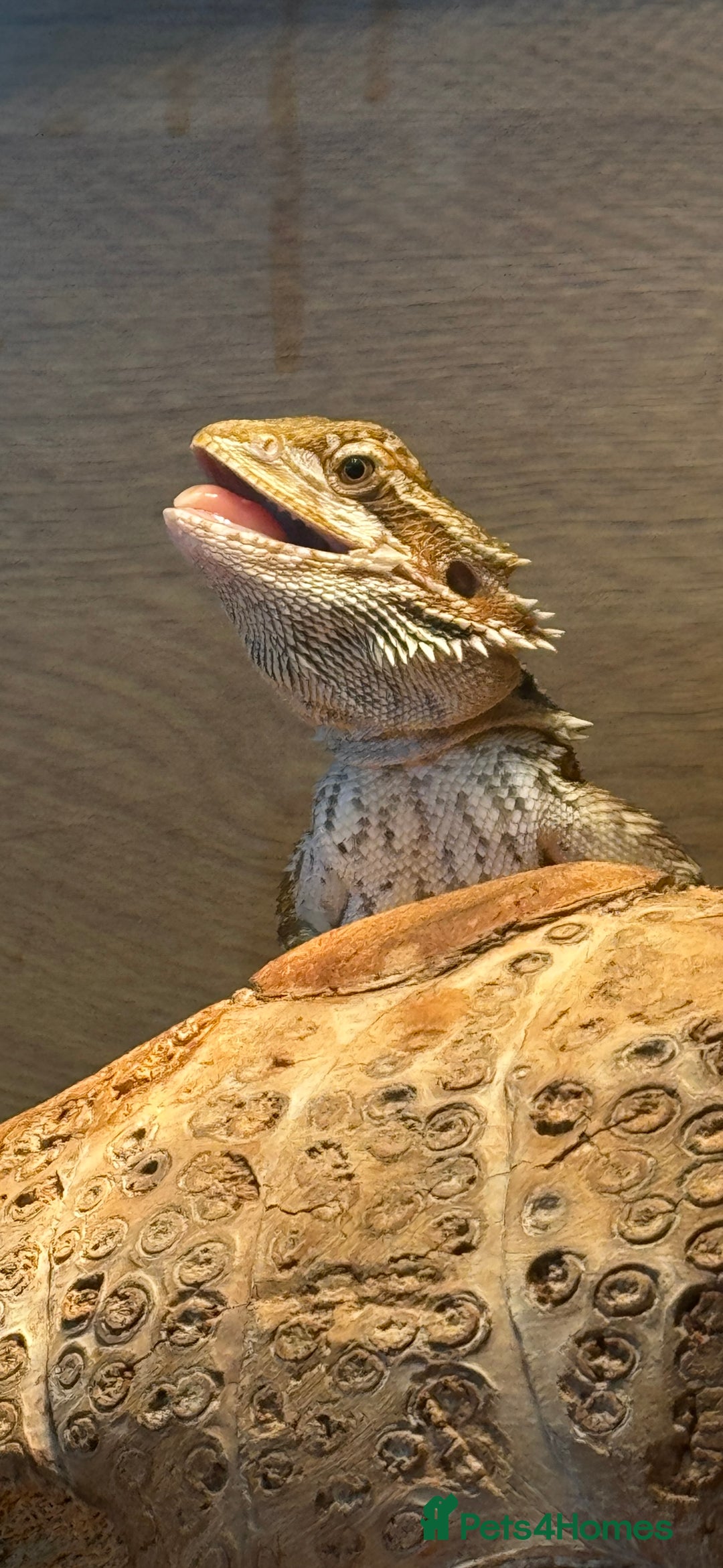 Bearded Dragon reptiles for sale: Female beardie + set up - Image 1