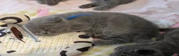 British Shorthair cats for sale: Classic Blue British Shorthair - Advert 10