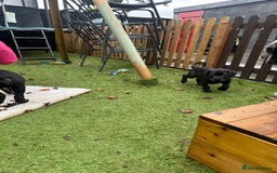 Mixed Breed dogs for sale: Cane corso/Great Dane puppies for sale ✨✨ - Image 18