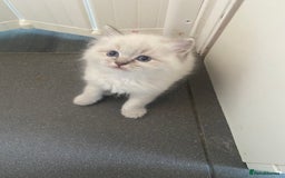 Ragdoll cats for sale: Gccf registered 3 boys left can deliver  - Image 8