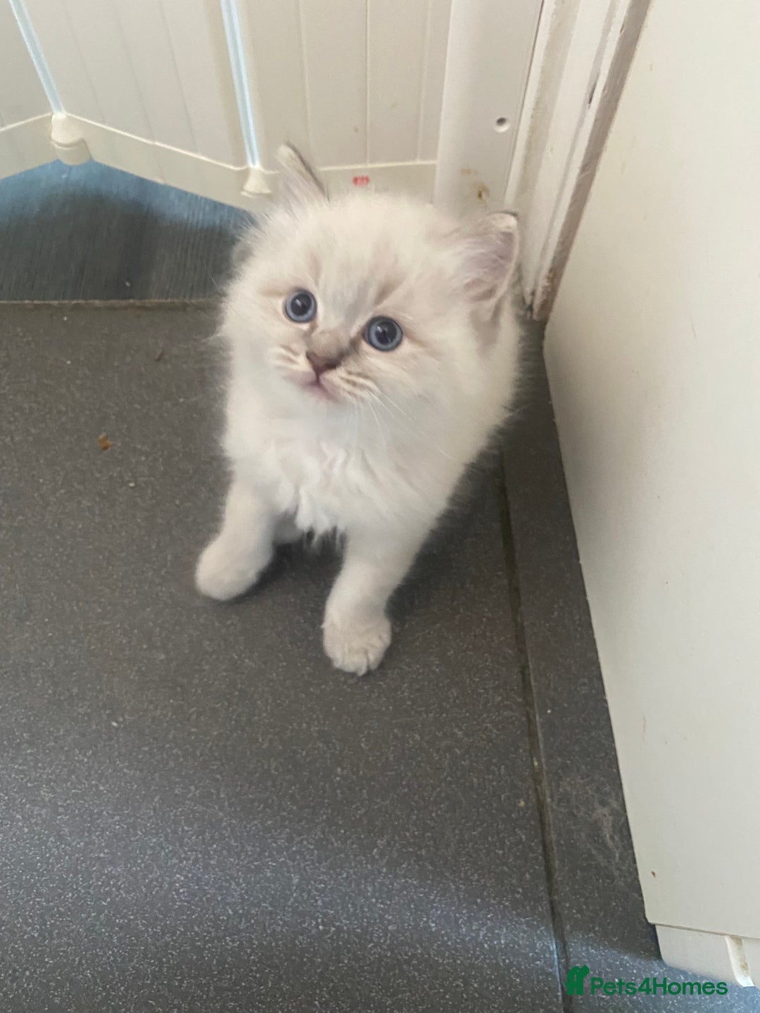 Ragdoll cats for sale: Gccf registered 3 boys left can deliver  - Image 8