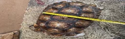 Tortoise reptiles for sale: Pair of Adult Sulcata Tortioses For Reluctant Sale in Coventry - Advert 4