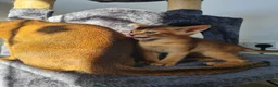 Abyssinian cats for sale: LAST TWO BOYS,champion line Abyssinian kittens🎖 - Advert 25