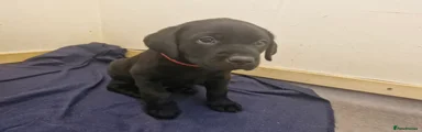 Red collar