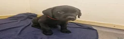 Labrador Retriever dogs for sale: Labrador black boy left!!! Red collar!!! - Advert 4