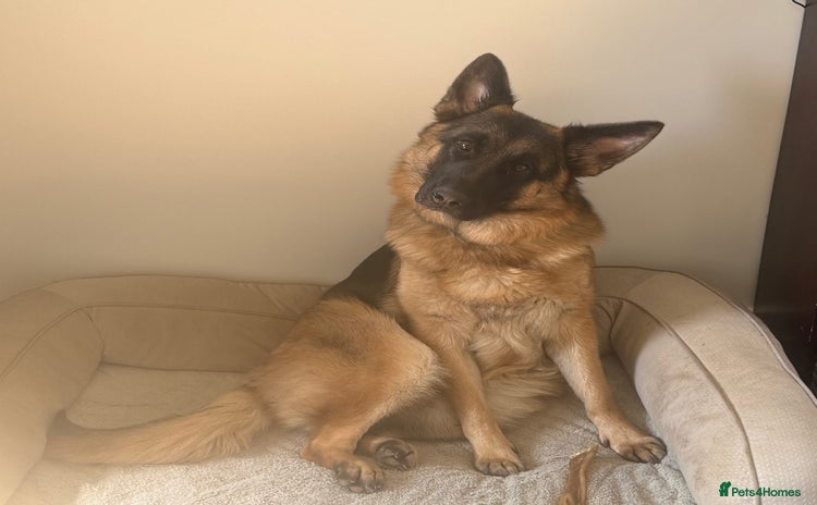 German Shepherd dogs in Stevenage - Advert 4