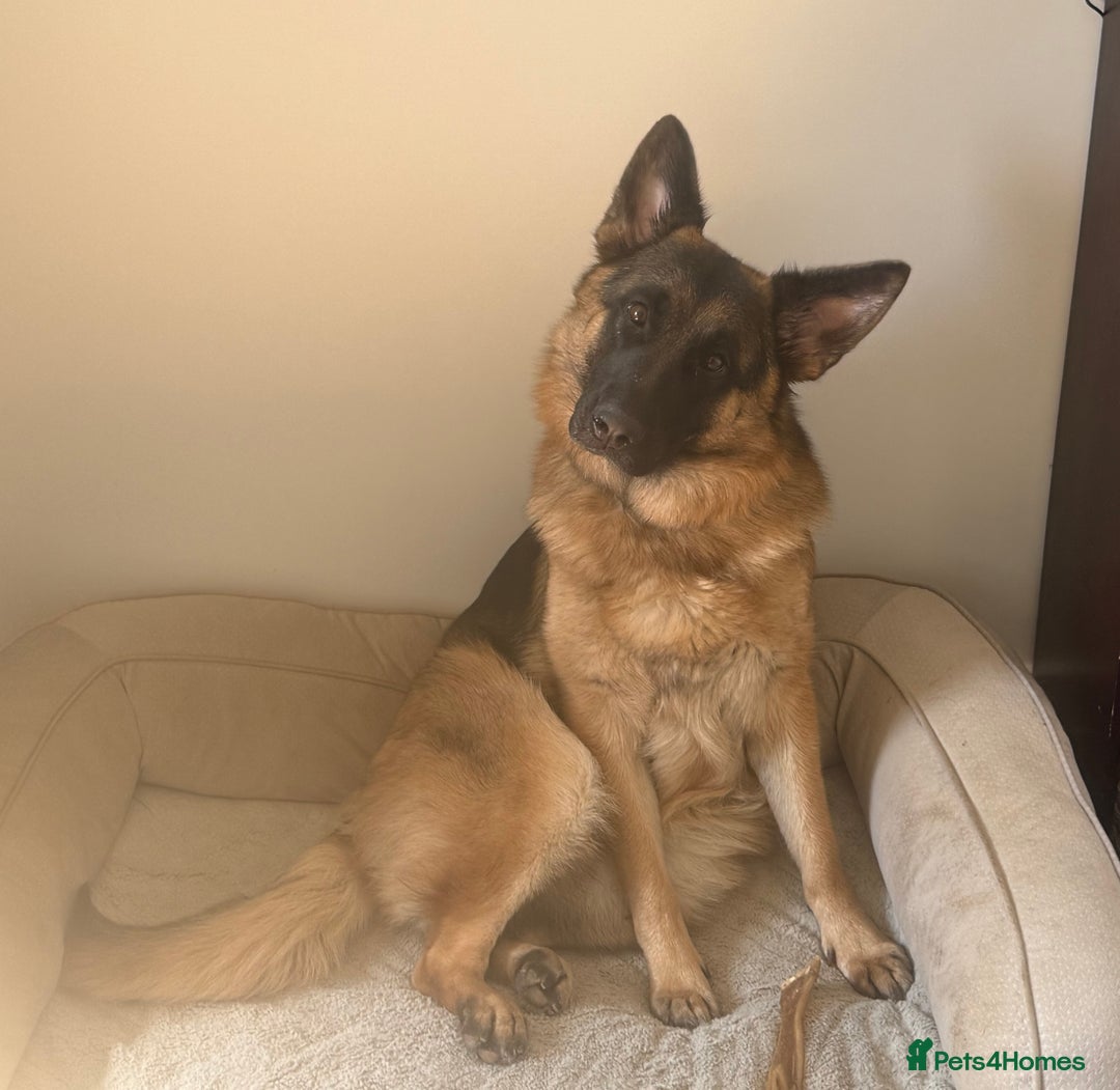 German Shepherd dogs for sale: Still available & looking for her forever home! !  in Stevenage - Image 1