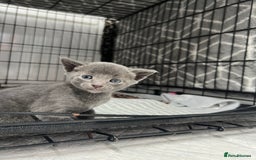 Siamese cats for sale: Beautiful Siamese-Linked Kittens Ready Soon 🐾🤎 - Image 5