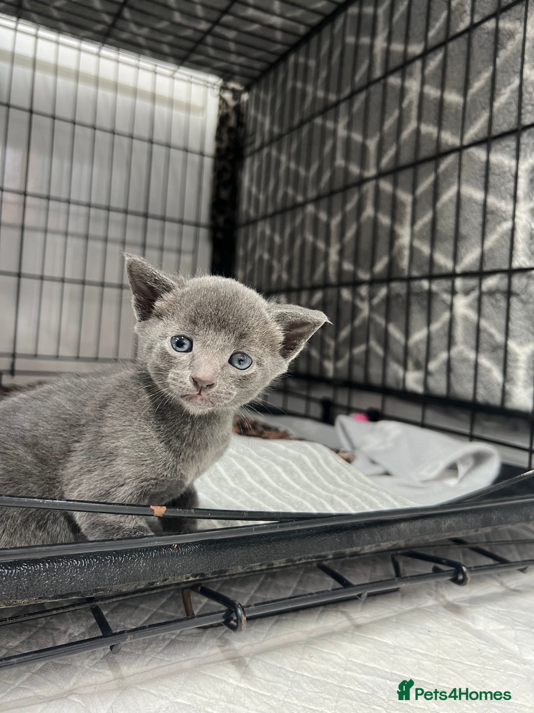 Siamese cats for sale: Beautiful Siamese-Linked Kittens Ready Soon 🐾🤎 - Image 5