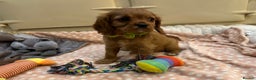 Cavalier King Charles Spaniel dogs for sale: Cavalier King Charles Spaniel Puppies - Advert 8