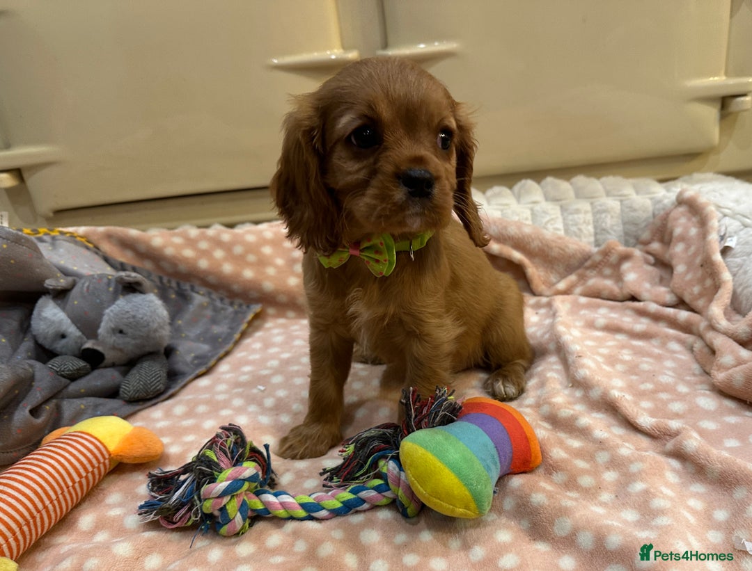 Cavalier King Charles Spaniel dogs for sale: Cavalier King Charles Spaniel Puppies - Advert 8