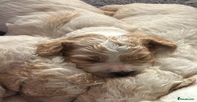 Cavapoochon dogs - Advert 6